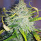 Northern Cheese Haze Auto (Mephisto Genetics) Cannabis-Samen