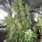 Pakistan Chitral Kush Standard (Ace Seeds) Cannabis-Samen
