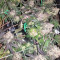Sherbet (Seedstockers) Cannabis-Samen