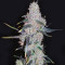 Sour Hound F2 Auto (Mephisto Genetics) Cannabis-Samen