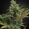 Super Lemon Haze Auto CBD (GHS) Cannabis-Samen
