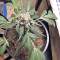 Super Auto Lemon Haze (Original Sensible Seeds) Cannabis-Samen
