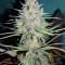 Sweet Cheese XL Auto (Sweet Seeds) Cannabis-Samen