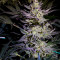 White Diesel Haze Automatic (White Label) Cannabis-Samen