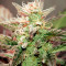 White Haze Automatic (White Label) Cannabis-Samen
