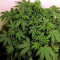 White Widow Auto (Kera Seeds) Cannabis-Samen