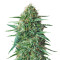 Amnesia Haze (Expert Seeds) Cannabis-Samen