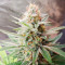 Banana Bomb (Bomb Seeds) Cannabis-Samen
