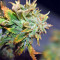 Blue Sherbet S1 strain