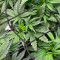 Bruce Banner Autoflower feminisierte Samen (Seedkeepers)
