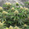 Bruce Banner Fast Version feminisierte Samen (EGS)