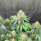 Buddha Haze (Big Buddha Seeds) Cannabis-Samen