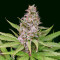 Critical Sour (Female Seeds) Cannabis-Samen