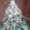 Gorilla SFV OG (Expert Seeds) Cannabis-Samen