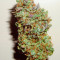 Green Crack Auto (Fast Buds) Cannabis-Samen