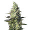 Green Poison XL Auto (Sweet Seeds) Cannabis-Samen