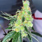 Lemon OG feminisierte Samen (AlphaFem Seeds)
