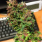 LSD-25 Auto feminisierte Samen