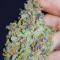 Mandarin Thuggee feminisierte Samen (AlphaFem Seeds)