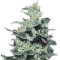 Nebula (Paradise Seeds) Cannabis-Samen
