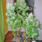 Opium (Paradise Seeds) Cannabis-Samen