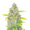 Original Auto AK (Fast Buds) Cannabis-Samen