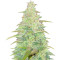 Original Auto Northern Lights (Fast Buds) Cannabis-Samen