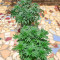 Respect 4 Gorilla (Expert Seeds) Cannabis-Samen
