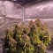 Gorilla Cookies Auto (Fast Buds) Cannabis-Samen zu verkaufen