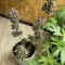 LSD-25 Auto (Fast Buds) Cannabis-Samen zu verkaufen