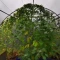 Eleven Roses (Delicious Seeds) Cannabis-Samen zu verkaufen