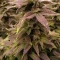 Caramelo Early Version (Delicious Seeds) Cannabis-Samen