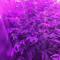 O.G. Kush Autoflower (Seedstockers) Cannabis-Samen zu verkaufen