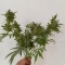 Lemon AK Auto Cannabis-Samen Kaufen