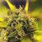 Malawi (Ace Seeds) Cannabis-Samen zu verkaufen