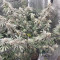 Peyote Critical (Barney's Farm) Cannabis-Samen zu verkaufen