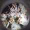Cookies Kush (Barney's Farm) Cannabis-Samen