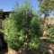 Shiskaberry (Barney's Farm) Cannabis-Samen zu verkaufen