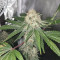 Alien Gorilla Cannabis-Samen Kaufen
