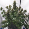 Original Auto Amnesia Haze (Fast Buds) Cannabis-Samen zu verkaufen