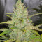 Original Auto Cheese Cannabis-Samen Kaufen
