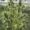 Eleven Roses Early Version (Delicious Seeds) Cannabis-Samen zu verkaufen
