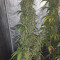G13 Haze (Barney's Farm) Cannabis-Samen zu verkaufen