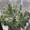 Northern Lights Auto (GHS) Cannabis-Samen zu verkaufen