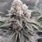 O.G. Kush Cannabis-Samen Kaufen