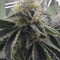 Bubba Island Kush Cannabis-Samen Kaufen