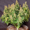 Wedding Cheesecake Auto (Fast Buds) Cannabis-Samen zu verkaufen