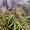 O.G. Kush Autoflower (Seedstockers) Cannabis-Samen zu verkaufen