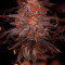 Ayahuasca Purple Cannabis-Samen Kaufen