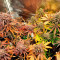 Kaufe Skywalker Haze Samen feminisiert von Dutch Passion